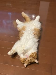 猫 エキゾチックショートヘア 福の写真