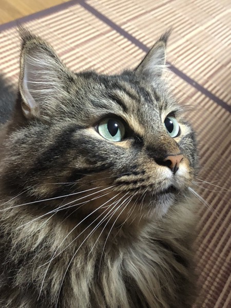 猫 メインクーン 虎太朗の写真