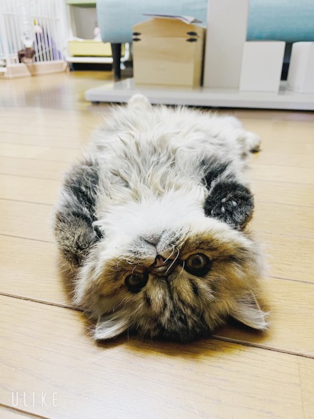 猫 エキゾチックロングヘア まーちゃんの写真