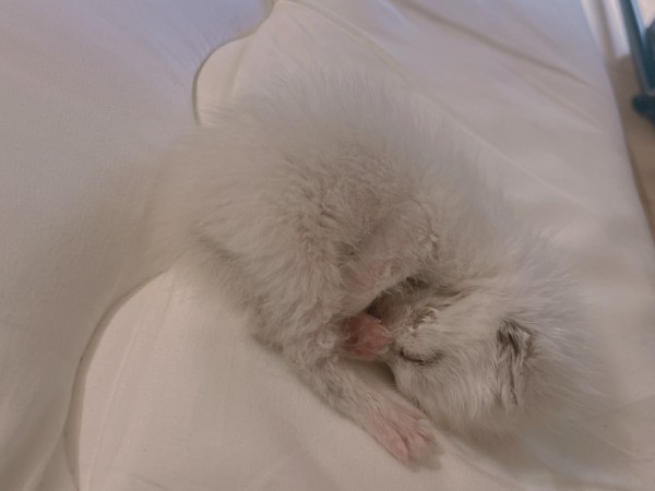 猫 白猫 コアンの写真