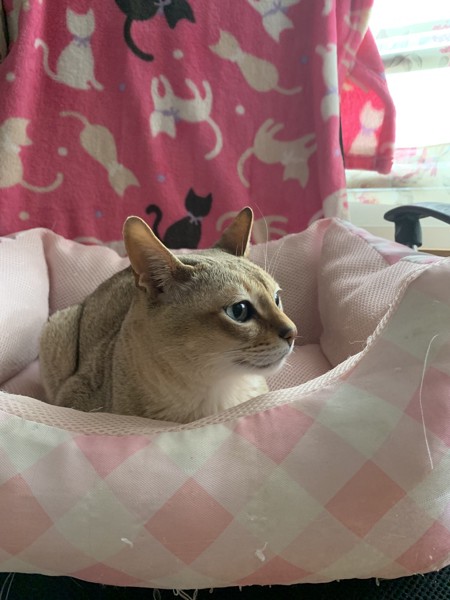 猫 シンガプーラ チョビの写真