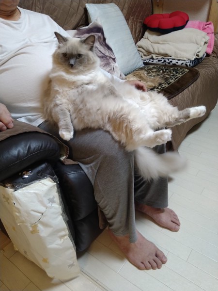 猫 ラグドール マフィンの写真