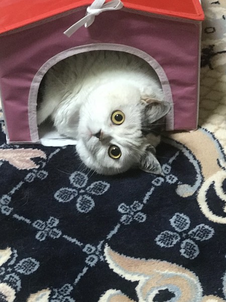 猫 スコティッシュフォールド メルモの写真