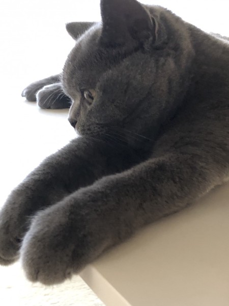 猫 ブリティッシュショートヘア あんこちゃんの写真