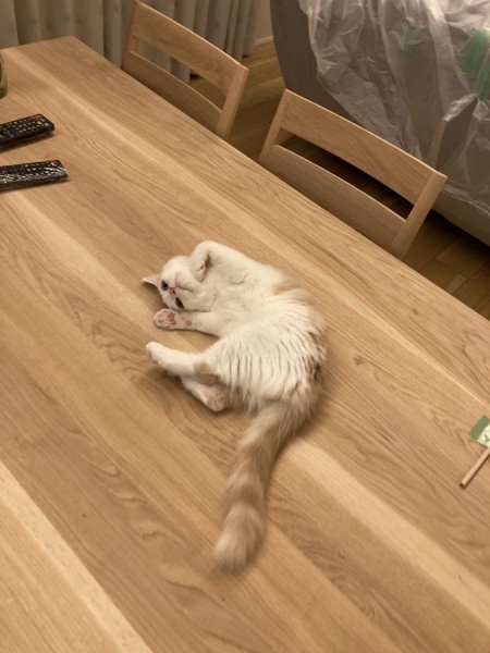 猫 スコティッシュストレート スコテンの写真