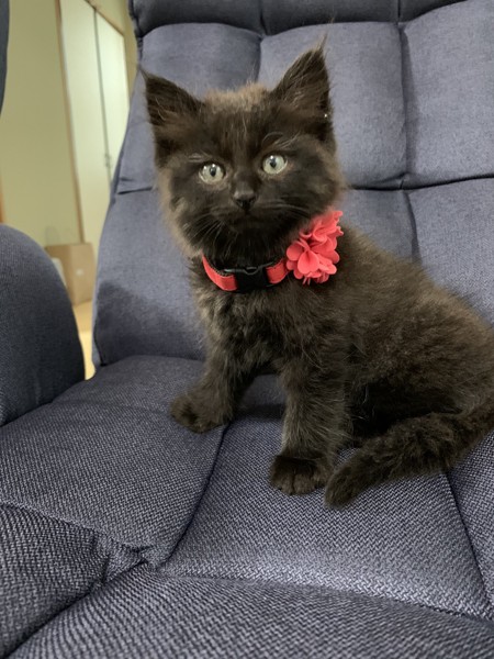 猫 黒猫 ジジちゃんの写真