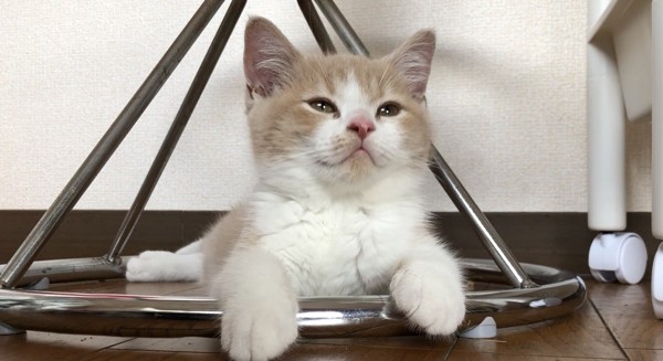 猫 スコティッシュフォールド ラテちゃんの写真