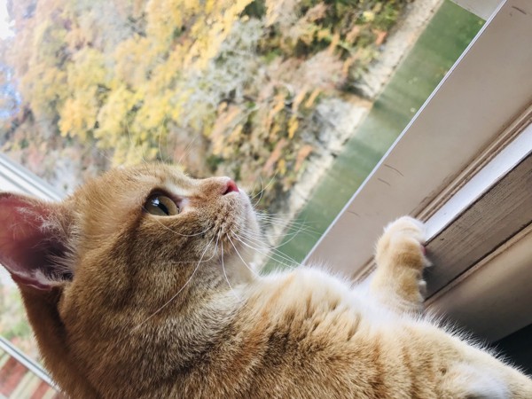 紅葉を眺める猫