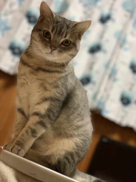 猫 スコティッシュストレート ロコの写真