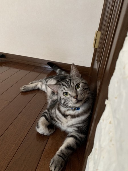 猫 アメリカンショートヘア ノアの写真