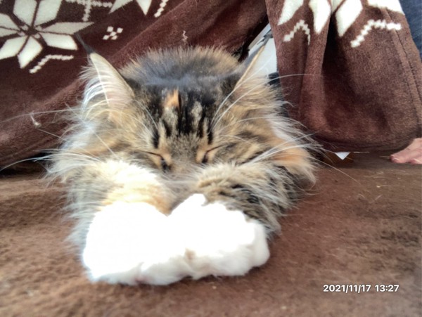 猫 メインクーン ティカの写真