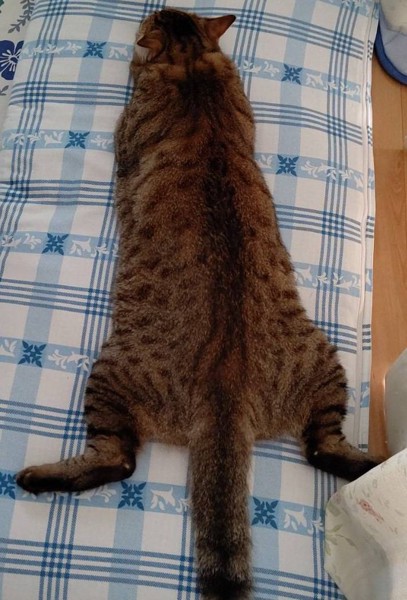 猫 キジトラ ゴンの写真