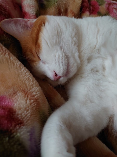 猫 茶白 かむゐの写真