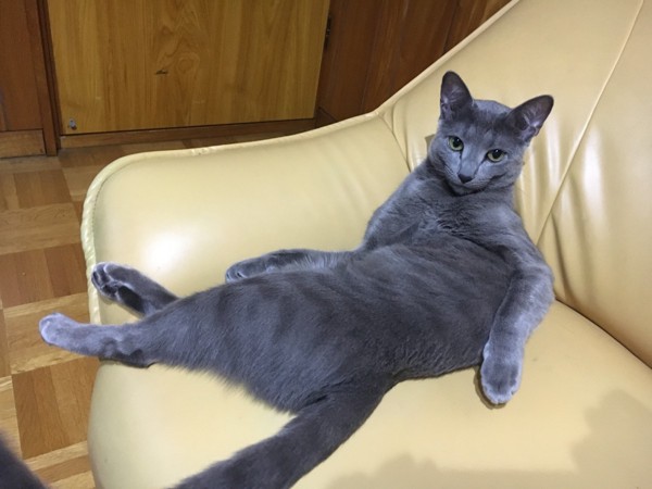 猫 ロシアンブルー 染五郎の写真