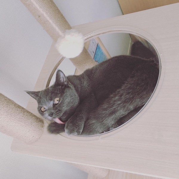 猫 シャルトリュー 碧の写真