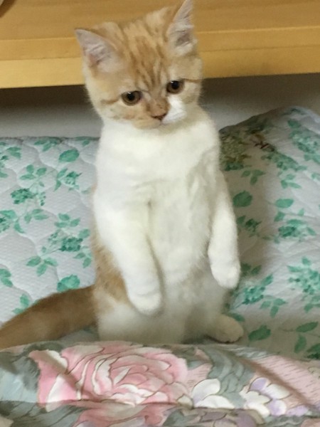 猫 茶白トラ ラテの写真