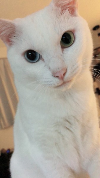 猫 白猫 おっちゃんの写真