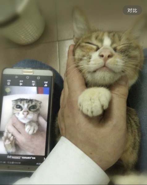 猫 三毛猫 キャベツの写真