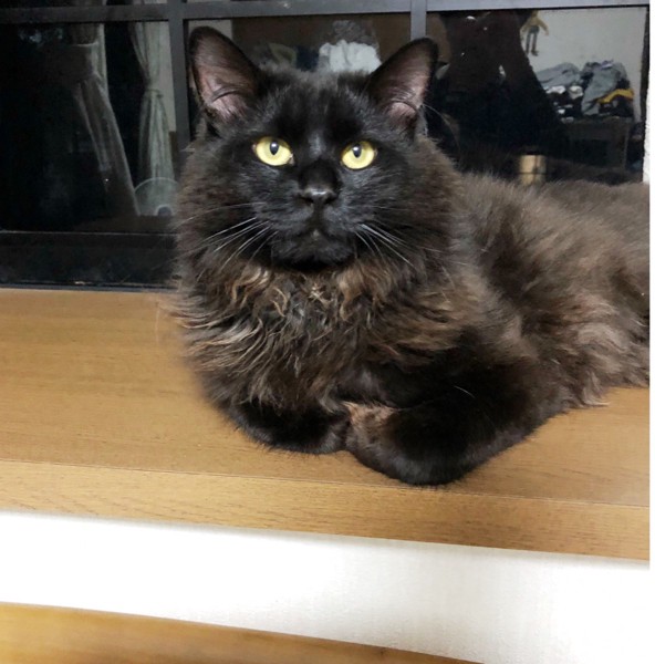 猫 黒猫 モコちゃんの写真