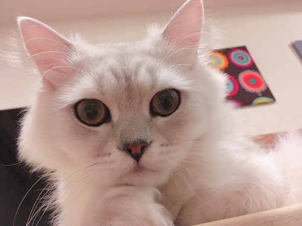 猫 チンチラペルシャ ブランの写真