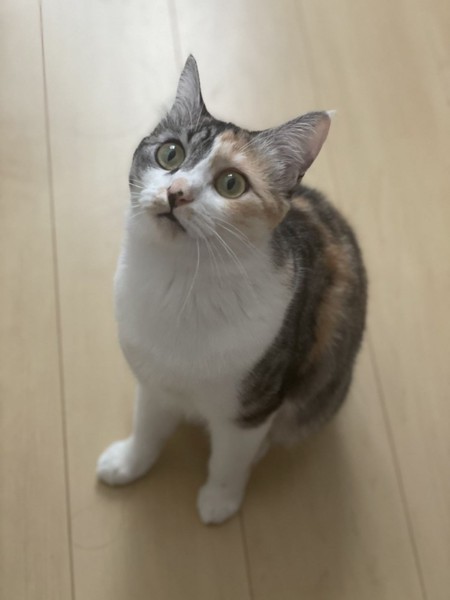 猫 三毛猫 ニアちゃんの写真
