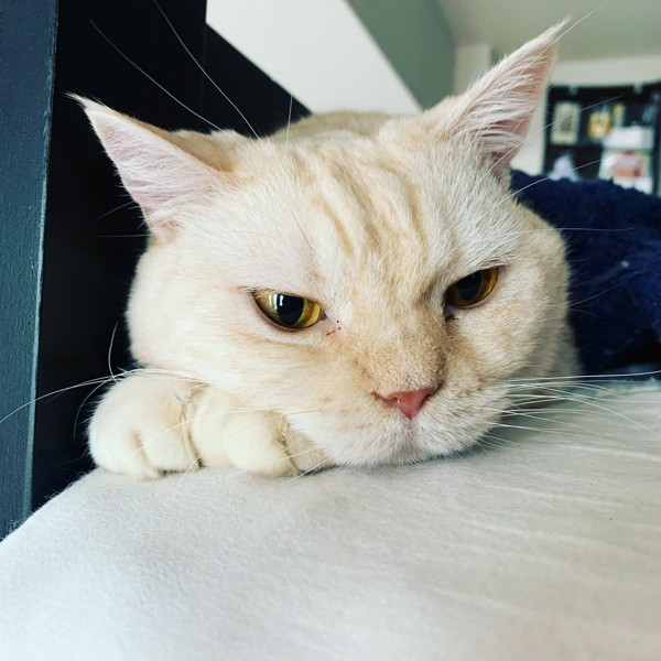 猫 ブリティッシュロングヘア ホープちゃんの写真