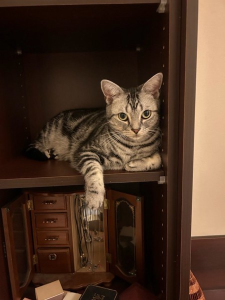 猫 アメリカンショートヘア マリスケの写真