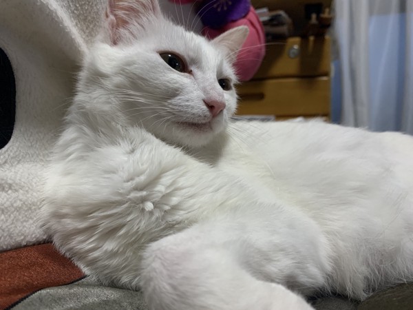 猫 白猫 シロちゃんの写真