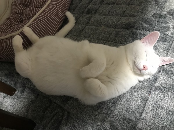 猫 白猫 ランの写真