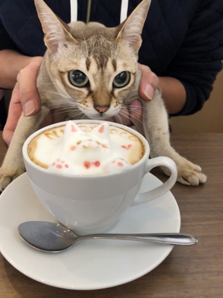 猫 シンガプーラ cocoの写真