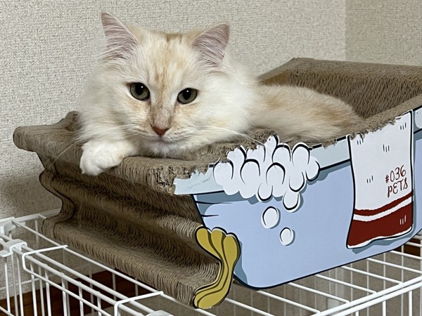 猫 マンチカン ラテの写真