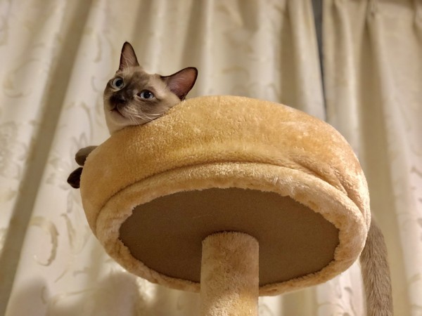 猫 トンキニーズ ラムネの写真