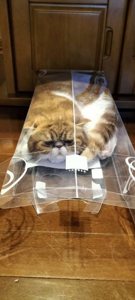 猫 エキゾチックショートヘア 福の写真