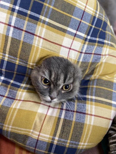 猫 スコティッシュフォールド ラキの写真