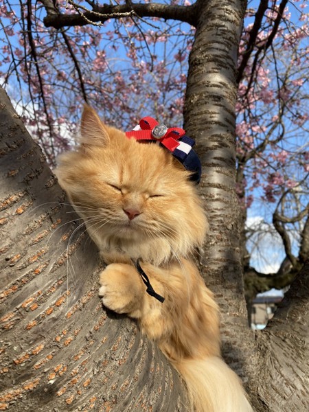猫 ミヌエット ナナの写真