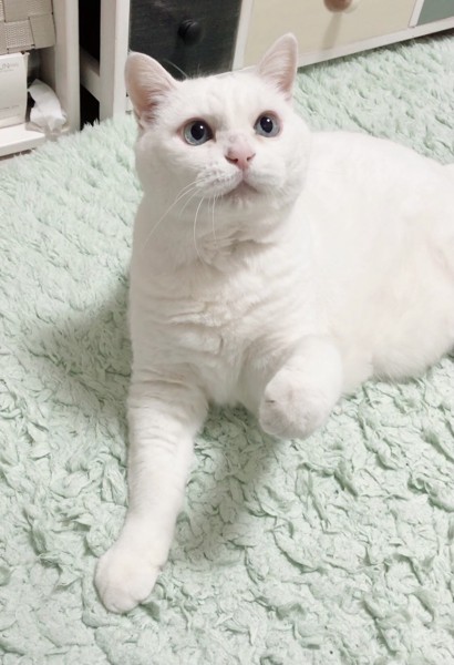 猫 白猫 ななちゃんの写真