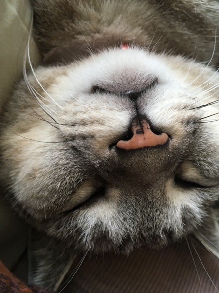 猫 サバトラ りょうの写真