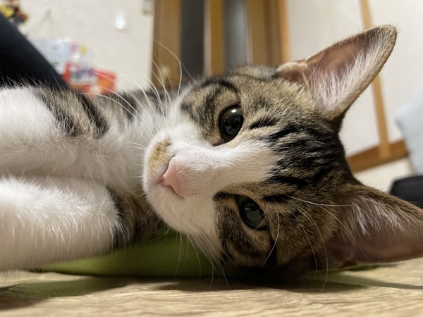 猫 サバシロ マイキーの写真