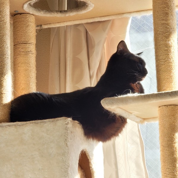 猫 黒猫 ビビちゃんの写真