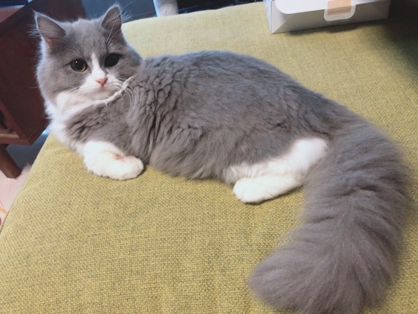 猫 ブリティッシュロングヘア シンディの写真