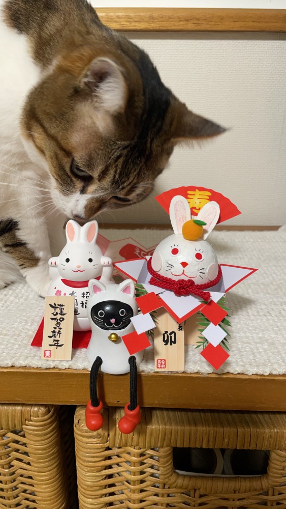 猫 キジシロ ミミちゃんの写真