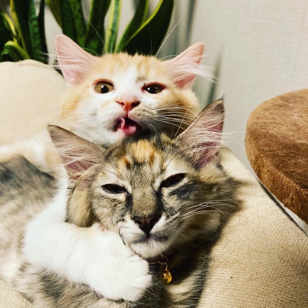 猫 三毛猫 穂毱と陽毬の写真