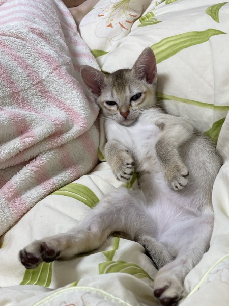 猫 シンガプーラ ソラちゃんの写真