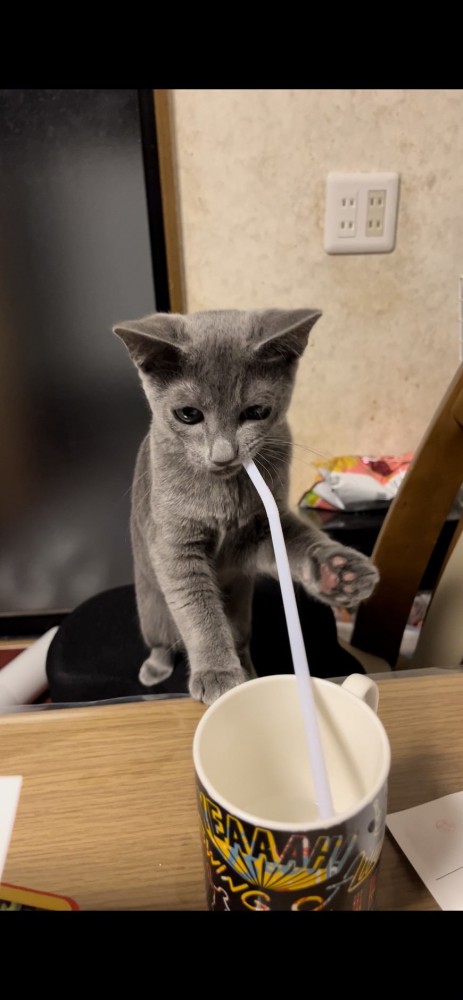 猫 ロシアンブルー シルの写真