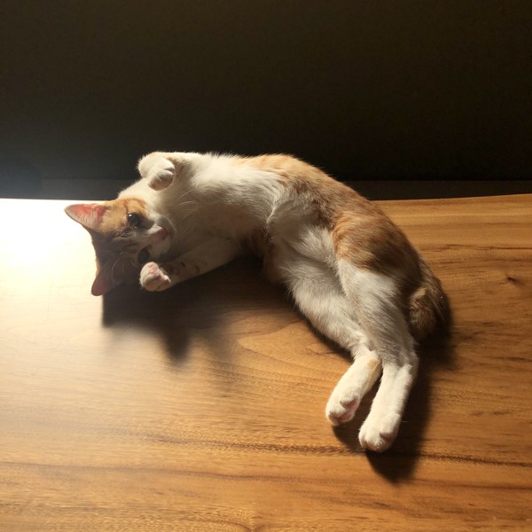猫 茶白トラ キキの写真