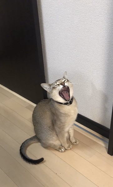 猫 シンガプーラ 豆男の写真
