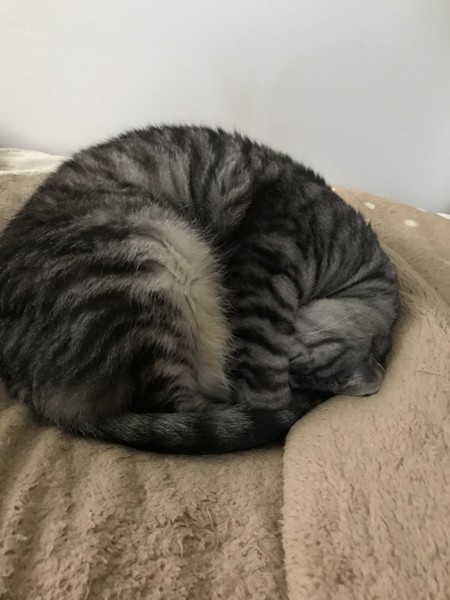 猫 サバトラ ポポちゃんの写真