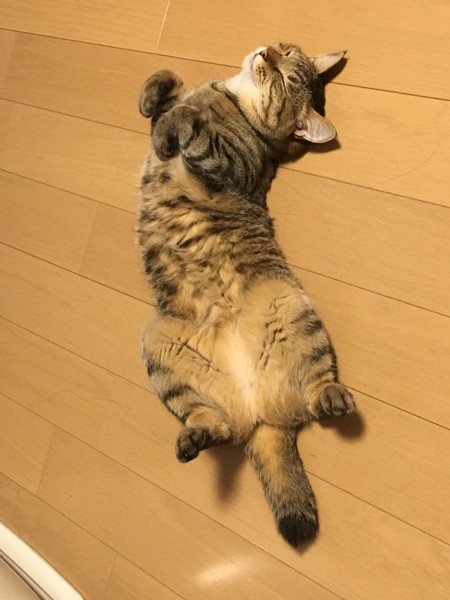床でゴロンする猫トラップ