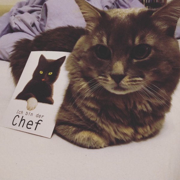 猫 メインクーン マシュマロの写真