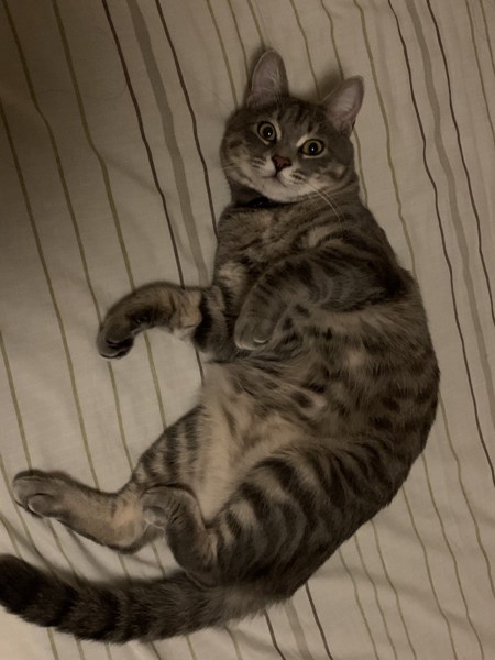猫 サバトラ ココの写真